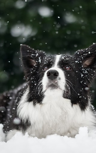 雪地上的狗狗手机图片壁纸