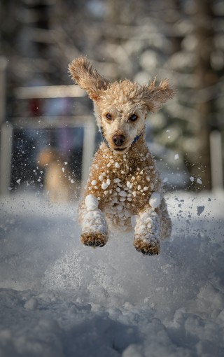 狗狗的冬日手机图片壁纸